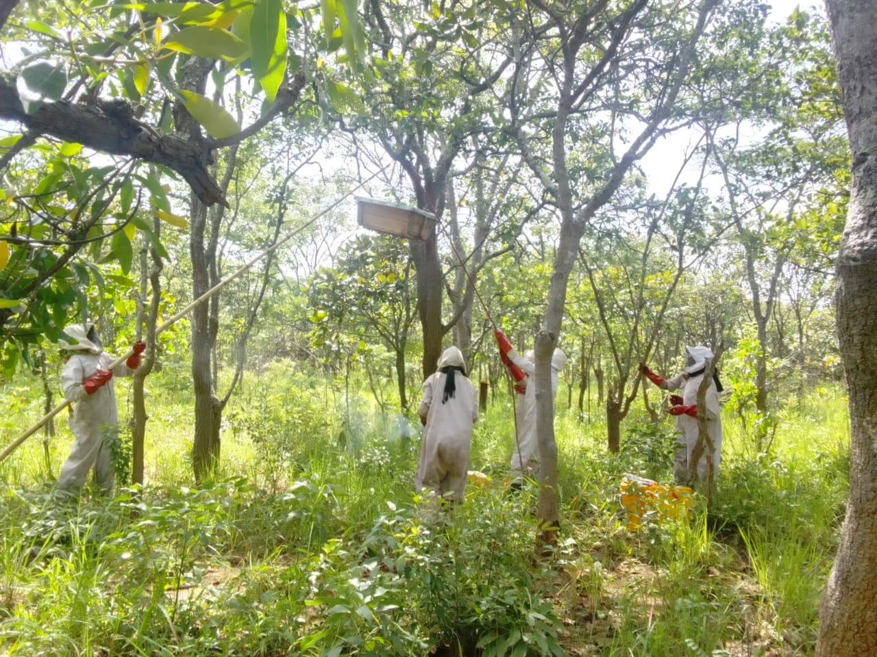 Beekeepers working in Zambian woodland