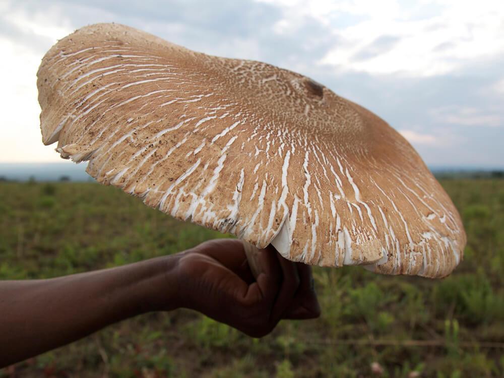 Wild Mushrooms